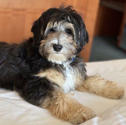 Candras Dog Services