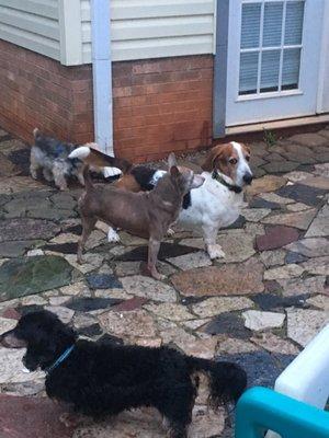 Beagles Bed & Breakfast