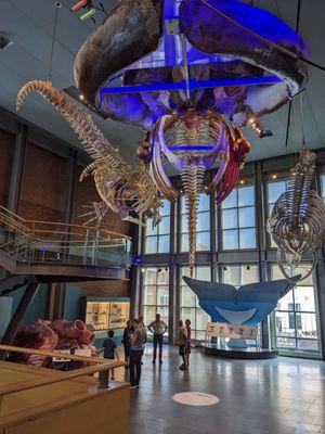 New Bedford Whaling Museum 8/2025