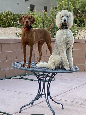 Nogales Veterinary Clinic