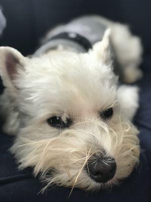 Forsyth Park Animal Hospital