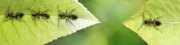 Tadlock Pest Control