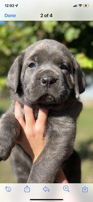 Americana Cane Corso