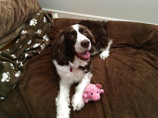 YAYA's Pet Sitting Service