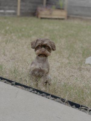 Kenzo Mobile Grooming