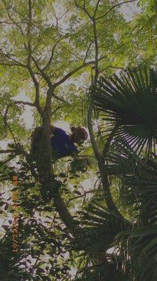 L&B Professional Tree Services