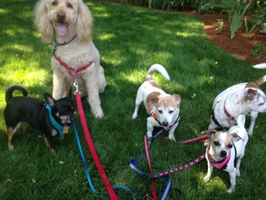 Pampered Pooch Dog Walking