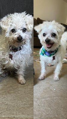 Tip To Tail Pet Grooming