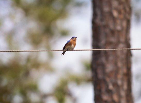 Bluebirds abound at Foster's!