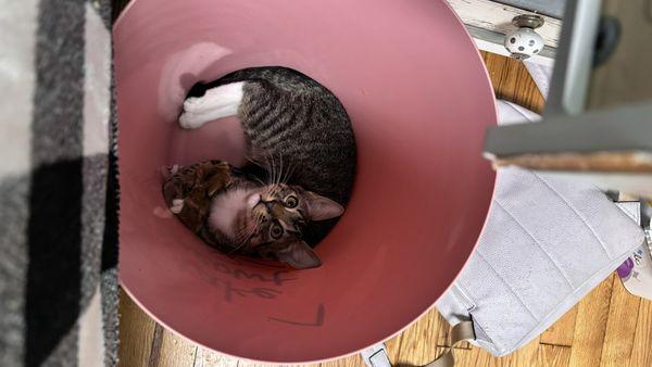 North Shore Veterinary Hospital