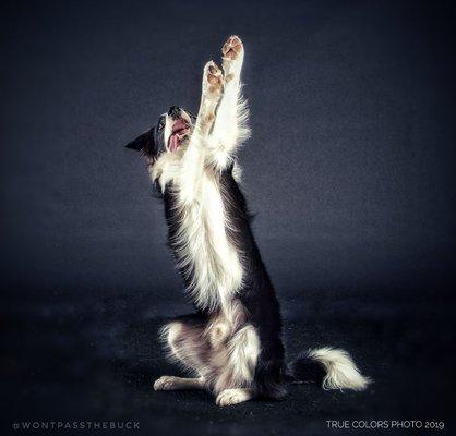 Mutts Be Fantastic Training & Pet Service