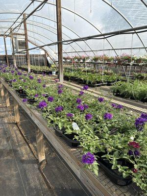 BoBo's Nursery & Florist