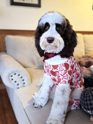 Luna after her spa day at Bark and Bougie!