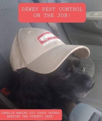 Dewey Pest & Termite Control