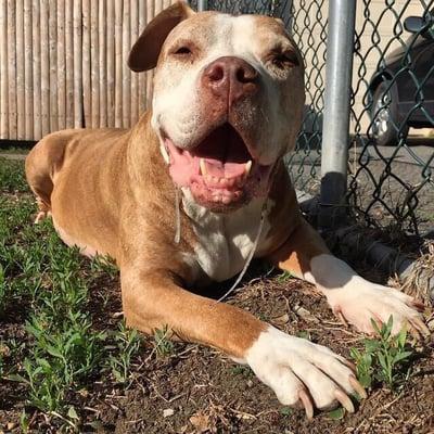 Pets At Ease Petsitting & Boarding