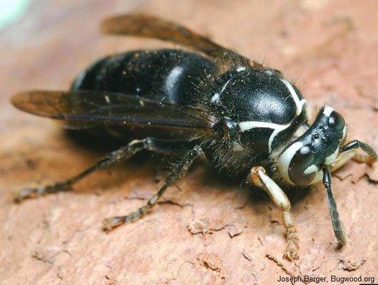 Budget Pest Control