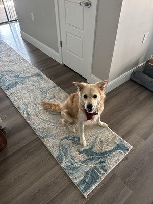 Scenthound Kentlands