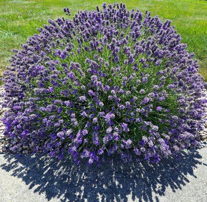 Sequim Lavender Festival