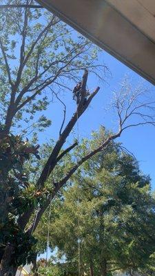 A Cut Above Tree and Land