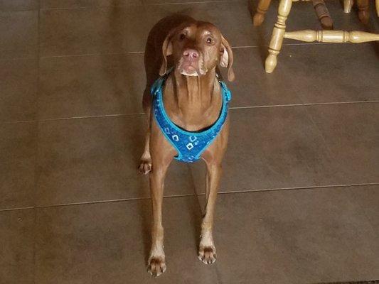 Romp and Roam Pet & Home Sitting