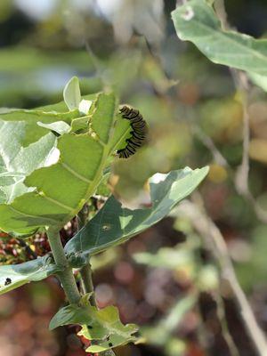 Yards Plus Landscaping