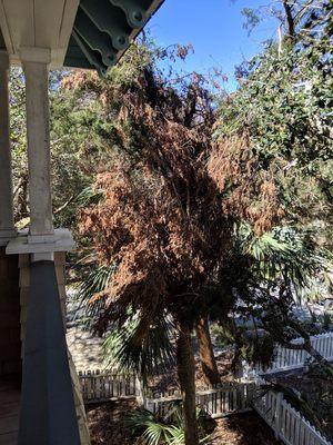 Cedar hangers removed