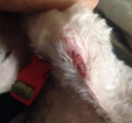 Soona's Pet Grooming