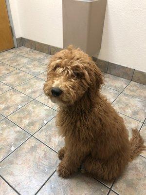 Above and Beyond Dog Grooming