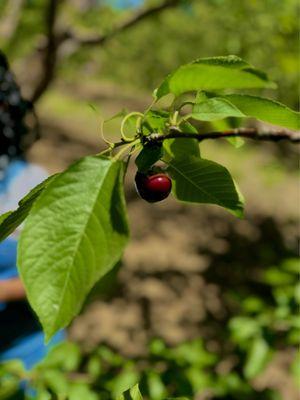Maggiore Cherry Ranch