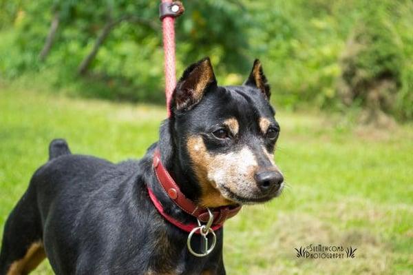 Kaiser, ready for his forever home!