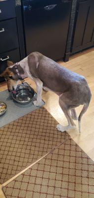 Burleigh Road Animal Hospital