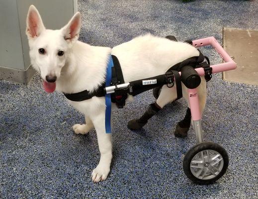 Evie getting used to her new wheels!