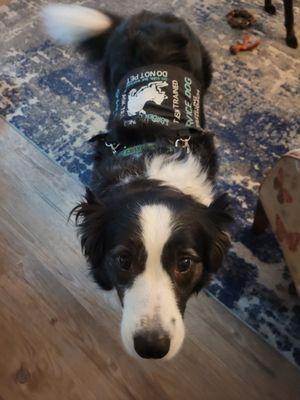 Sydnee's Pet Grooming - Vista