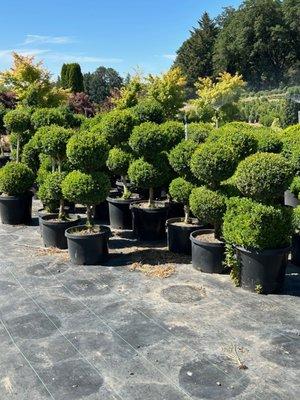 Boxwood Garden