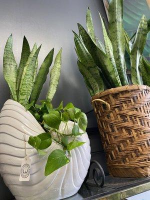 Plenty of Vino has wine, beer, houseplants and vintage decor. Plus they can customize gift baskets and engrave things from their gift shop.