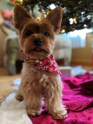 Top Flight Paw Salon