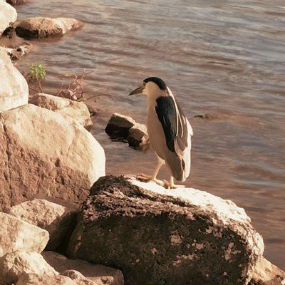 Love his 2 long white head feathers!