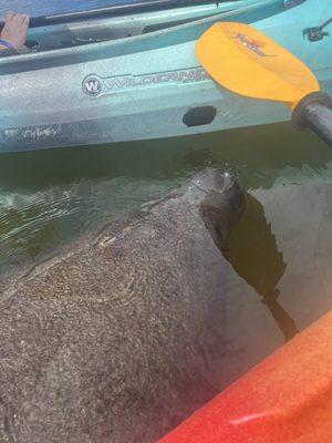 Manatee up close!
