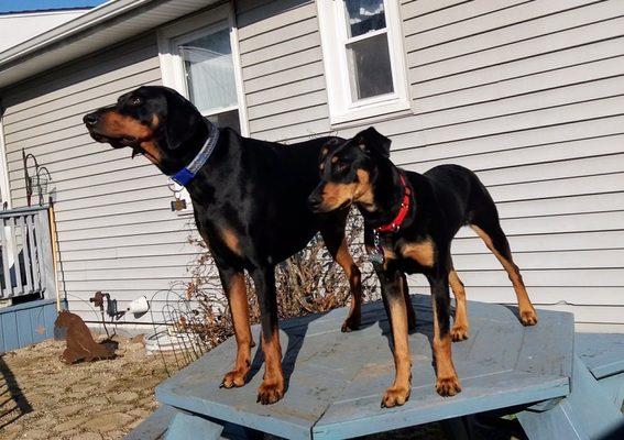 Buddy adopted 2016 and Sophie adopted 2019.