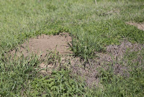 Anteater's Pest Control