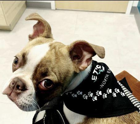 The Pet's Vet North End