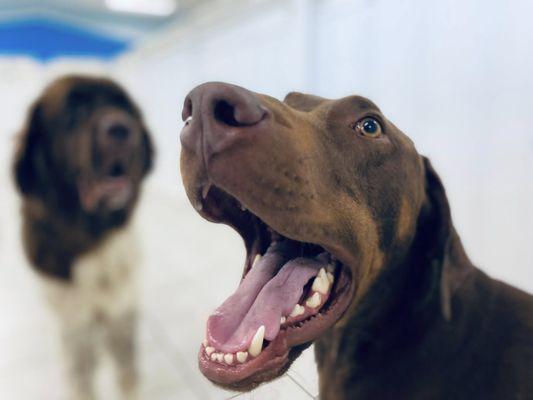 Happy pups we do it for the dogs