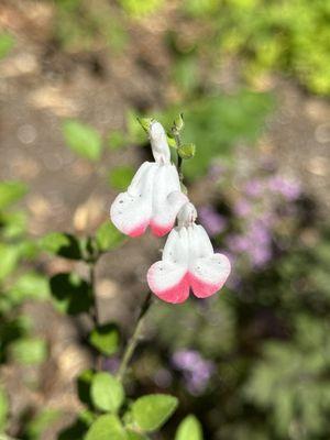 Carl S English Jr Botanical Garden