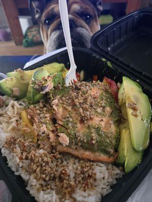 Salmon bowl with waiting dog.