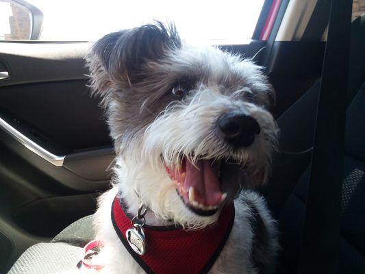 Aliso Viejo Purrfect Pet