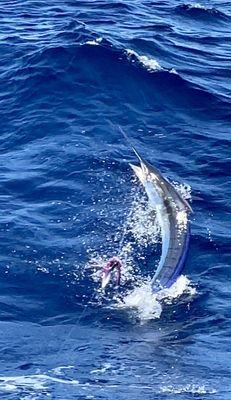 Fish Maui