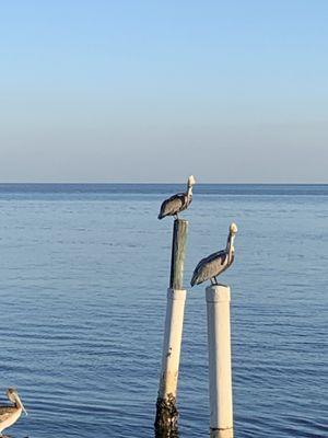 Island Place Condo Rentals