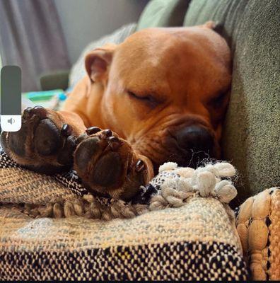 The Mobile Vet House Calls for Pets