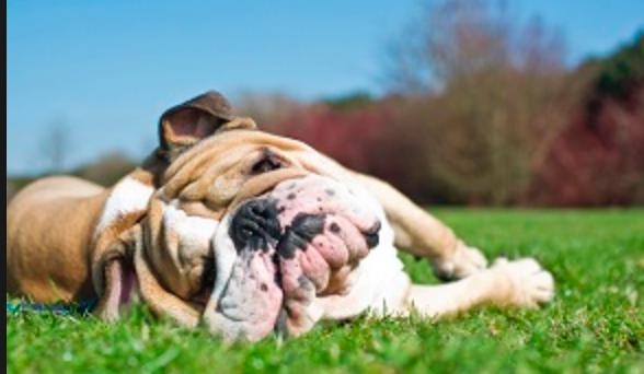 Top Dogs of Santa Anita