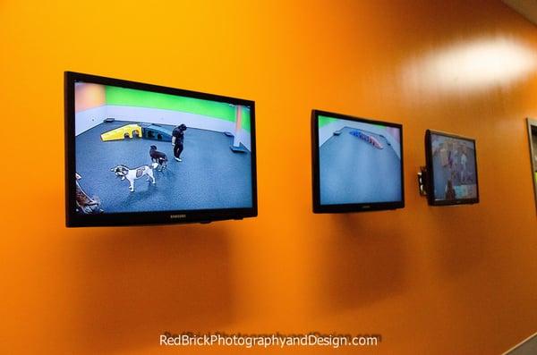 Dogtopia of Westchase